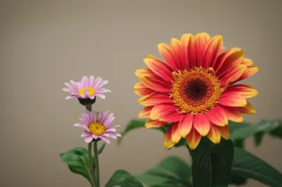 Illustration boldface - Image 1