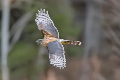 Illustration accipiter - Image 2