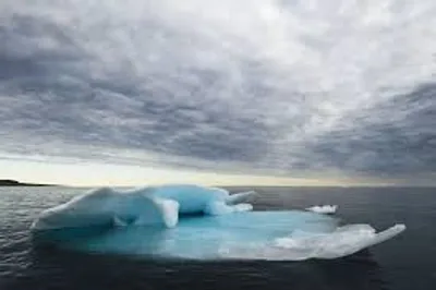 Illustration calf - Image 2