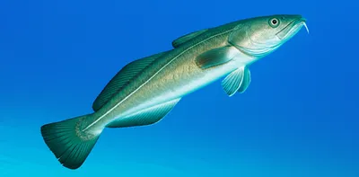 Illustration tusk - Image 1