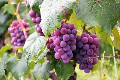 Illustration grapevines - Image 2