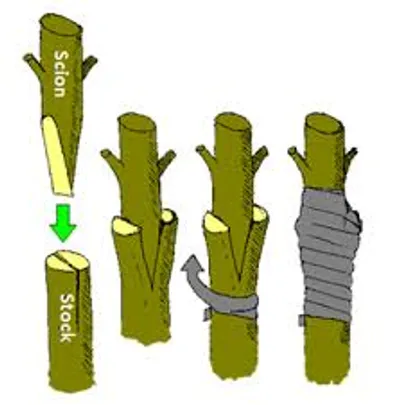 Illustration slip - Image 2