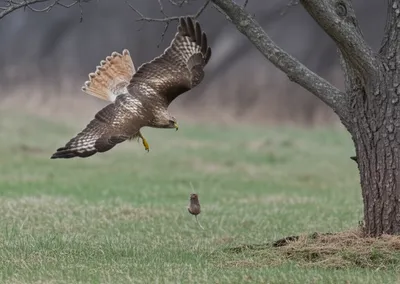 Illustration swooping - Image 1