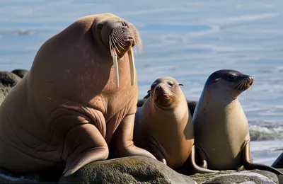 Illustration pinnipeds