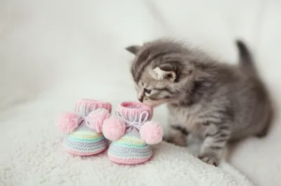 Illustration bootees - Image 1