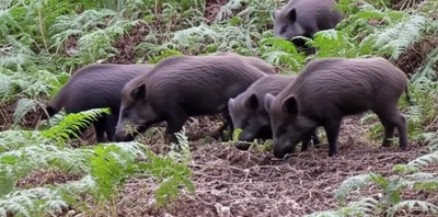 Illustration sounder - Image 1