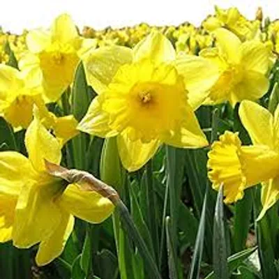 Illustration daffodil - Image 2