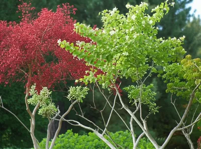 Illustration bushes - Image 1