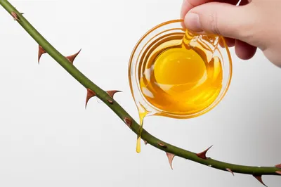 Illustration sugar - Image 1