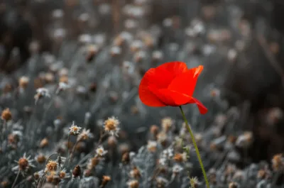 Illustration relieve - Image 1