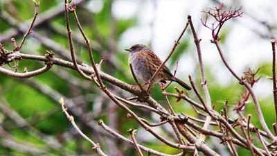Illustration dunnock - Image 2