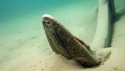 Illustration bills - Image 1