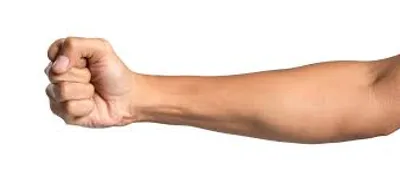 Illustration forearm - Image 2