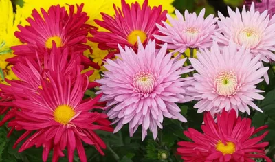 Illustration chrysanths - Image 1