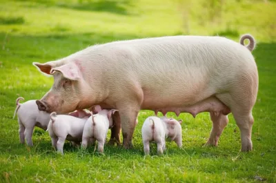 Illustration sows - Image 1