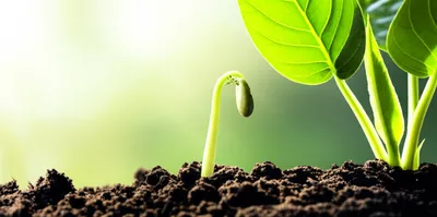 Illustration neophyte