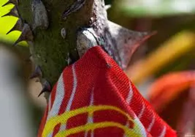 Illustration snag - Image 3