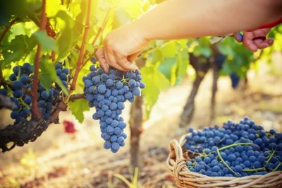 Illustration grape - Image 1