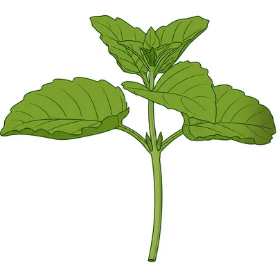 Illustration mint - Image 1