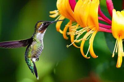 Illustration sweetest - Image 1