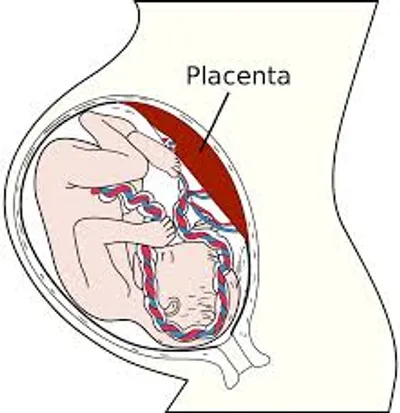 Illustration placenta - Image 2