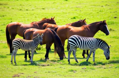 Illustration equine - Image 1