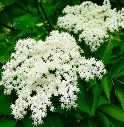 Illustration elderflower