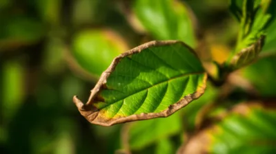 Illustration crisped - Image 1