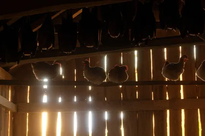 Illustration roosted - Image 1