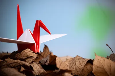 Illustration novelty