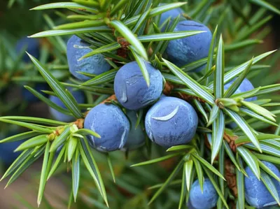 Illustration juniper - Image 1