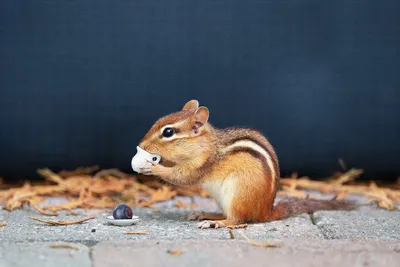 Illustration chipmunk - Image 2