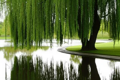 Illustration pendulous - Image 1