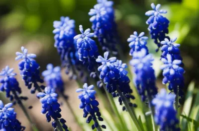 Illustration musk - Image 1