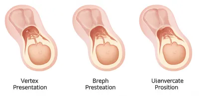 Illustration presentation - Image 1