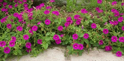 Illustration procumbent - Image 1