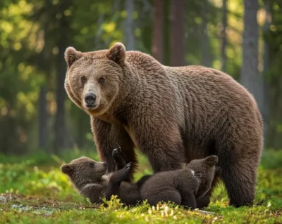 Illustration sows - Image 1