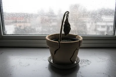 Illustration impoverish - Image 1