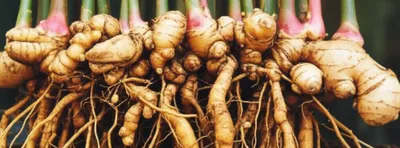 Illustration race - Image 1