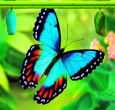 Illustration transforms - Image 1