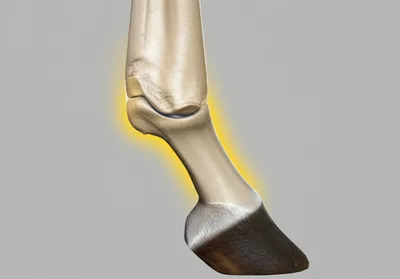 Illustration splints - Image 1