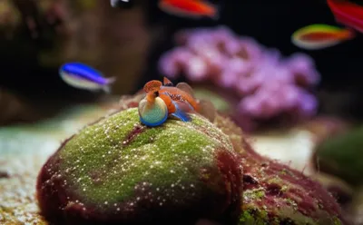 Illustration goby - Image 1