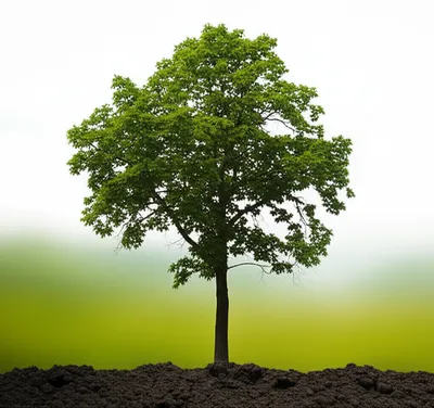 Illustration site - Image 1