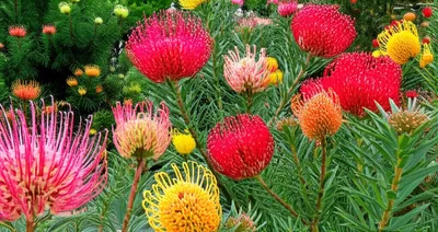 Illustration grevillea