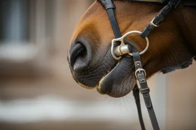 Illustration snaffles - Image 1