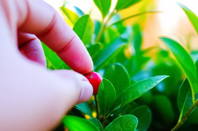 Illustration berries - Image 1