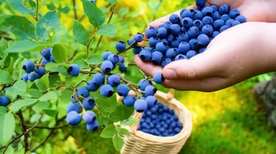 Illustration blueberries - Image 1