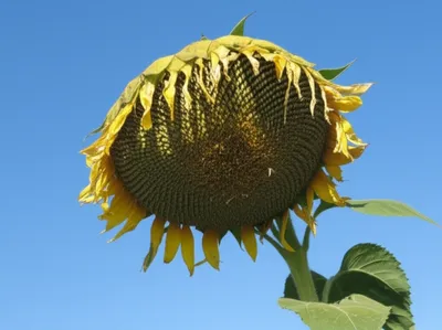 Illustration hung - Image 1