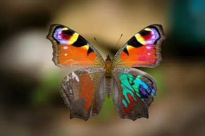 Hình ảnh minh họa asymmetric