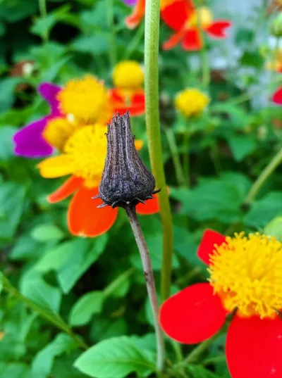 Illustration aborted - Image 1